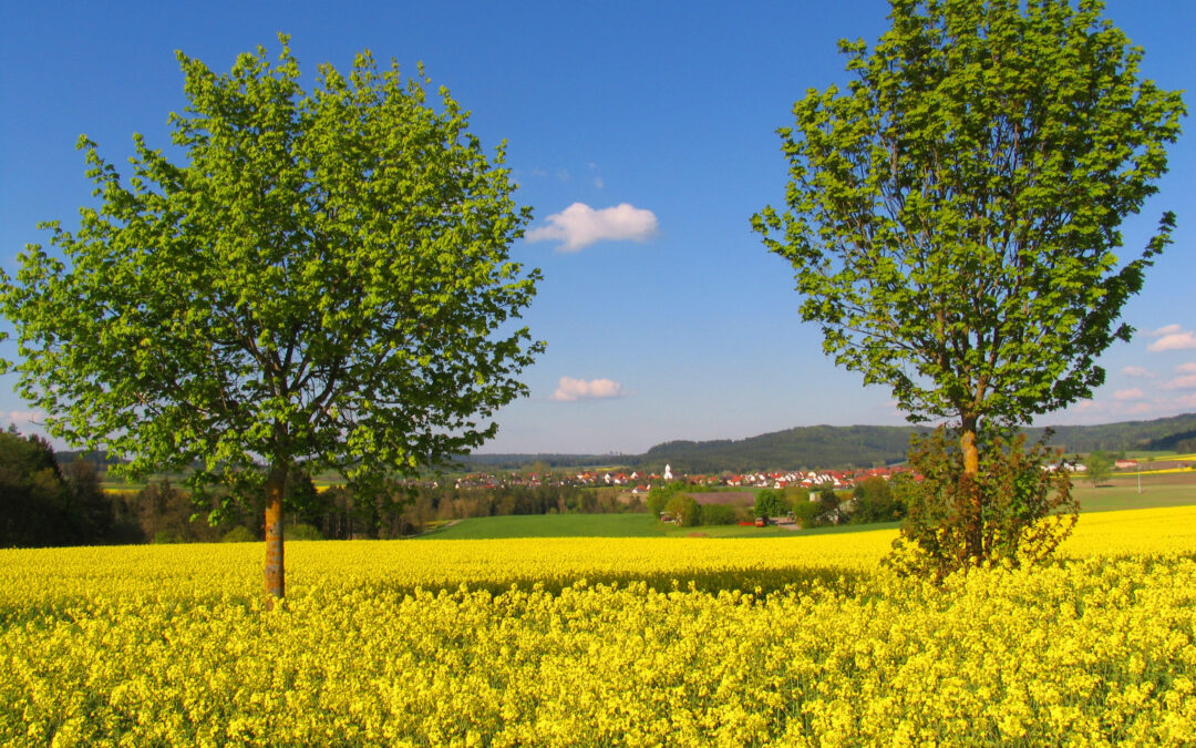 Blühender Raps mit zwei grünen Bäumen; Bild im Mai
