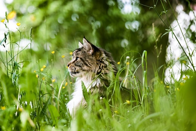 Katze sitzt im grünen Gras