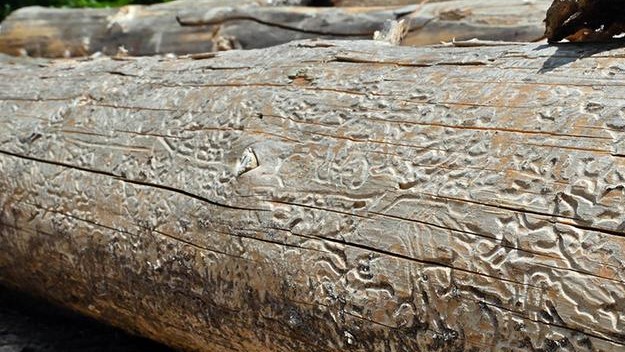 Hinweise an alle Waldbesitzenden zur Borkenkäferbekämpfung