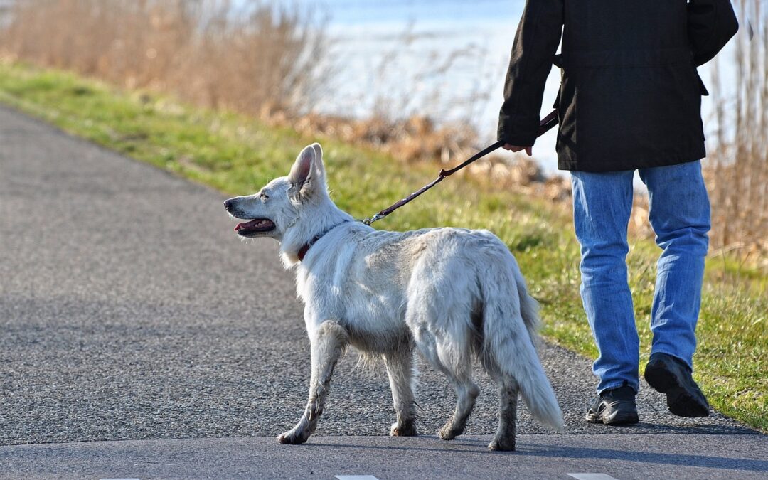 Hund wird an der Leine Gassi geführt