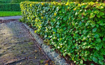 Vegetationsschutzzeit endet am 30. September