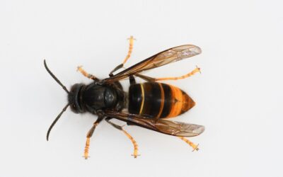Asiatische Hornisse breitet sich weiter aus – Bevölkerung zur Meldung von Königinnen und Nestern aufgerufen