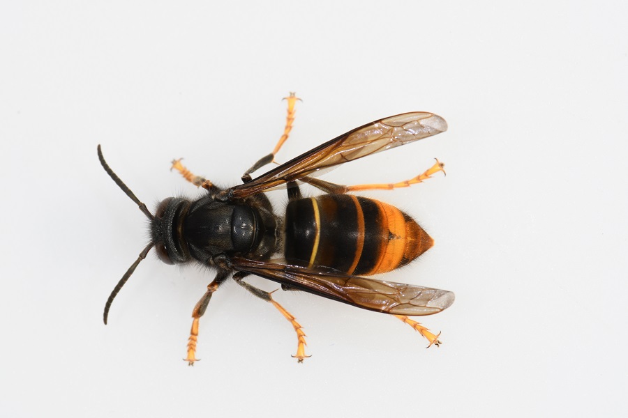 Asiatische Hornisse breitet sich weiter aus – Bevölkerung zur Meldung von Königinnen und Nestern aufgerufen